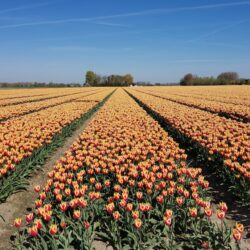 bloembollen-kreekweg-hellevoetsluis-voorne-putten-tineke-van-zielst-3